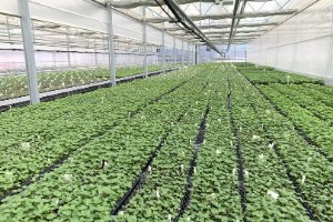 Strawberry Plug Plants Now Available